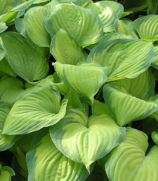 Hosta 'Guacamole'